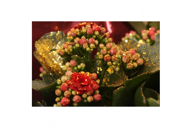 Kalanchoe blossfeldiana gevuld rubio red Kalanchoe Double Red + Gold G 
