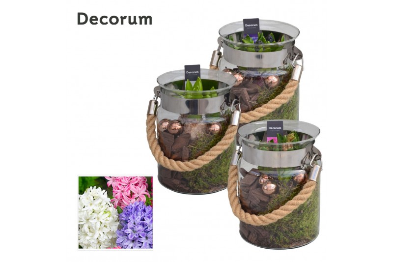 Arrangementen hyacinthus Hyacint Groot Glas met Touw HL13842 [PURE] 3  