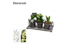 Arrangementen kerst Calandiva & Hyacint Serviro HL29852WP [BLACK & WHI