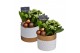 Arrangementen kerst Calandiva & Hyacint Wit Goud Keramiek HL23222WP [B 
