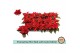 Euphorbia pul. christmas feelings red Euph. poinsettia mini red + Gold 