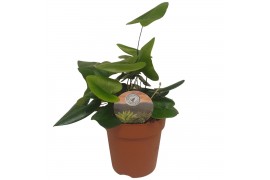 Hemionitis arifolia Hemionitis arifolia10 cm diameter