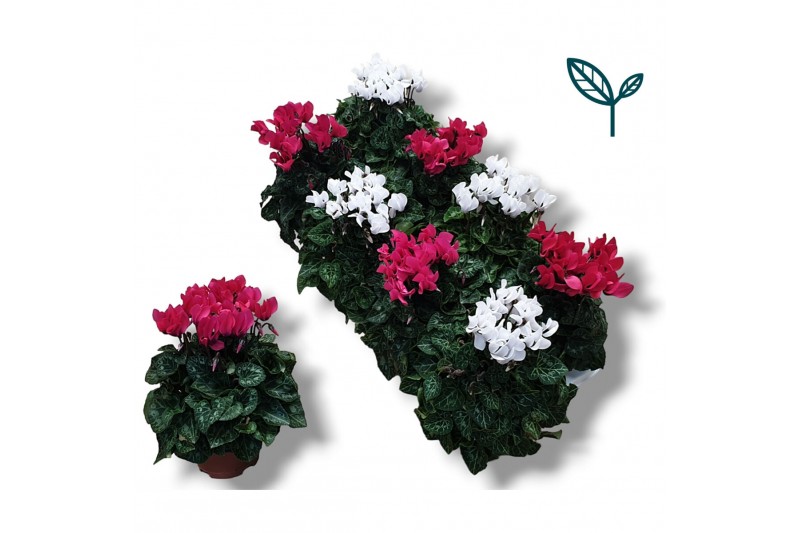 Cyclamen pers. super serie compact Cyclaam-ROZE / WIT 20 cm diameter r 