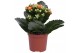 Kalanchoe rosalina don pedro oranje, Zonder hoes 