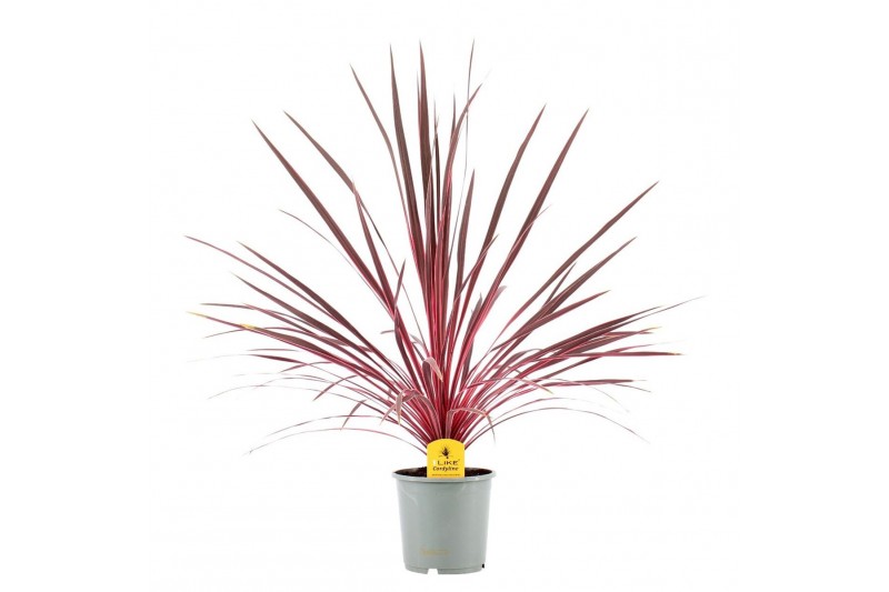 Cordyline electric pink Cordyline Australis Charlie Boy - 17cm1 pp 
