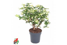 Schefflera trinette Schefflera Trinette2 pp