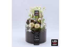 Arrangementen helleborus NHCR-2513LED Verboom Helleborus 1 pp