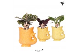 Calathea mix Kolibri Greens Calathea mix in Fish pot yellow mix1 pp