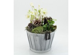 Arrangementen helleborus NHCR-2523 Verboom Helleborus 2 pp