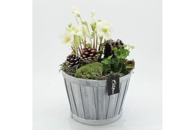 Arrangementen helleborus NHCR-2523 Verboom Helleborus 2 pp 