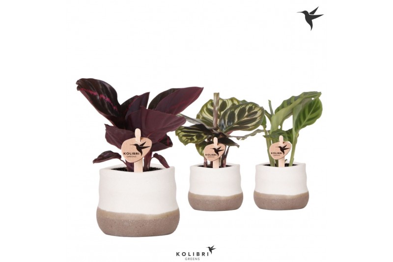 Calathea mix Kolibri Greens Calathea mix in Imperfect Bag pot1 pp 