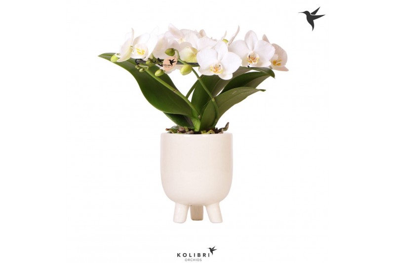 Phalaenopsis multiflora wit Kolibri Orchids Phalaenopsis Halo white in 