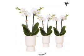 Phalaenopsis multiflora wit Kolibri Orchids Phalaenopsis white 2 spike