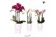 Phalaenopsis multiflora Kolibri Orchids Phalaenopsis mix 3 spike in Di 