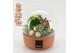 Arrangementen kerst XMAS-25263 Kerst creatie terrarium 3 pp 