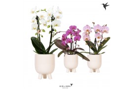 Phalaenopsis elegant cascade Kolibri Orchids Niagara fall mix 2 spike 