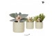 Succulenten mix Kolibri Greens Succulenten mix in Pastel pot green1 pp 