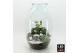 Arrangementen kerst XMAS-25317LED Kerst creatie terrarium 4 pp 