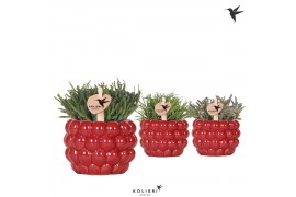 Rhipsalis mix Kolibri Greens Rhipsalis mix in Berry pot1 pp
