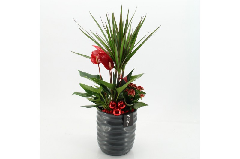 Arrangementen kerst XMASXL-2513 Kerst XL 3 pp 