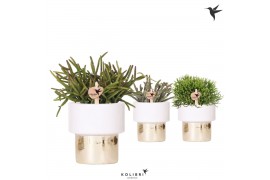 Rhipsalis mix Kolibri Greens Rhipsalis mix in Lush pot gold1 pp