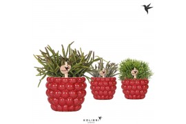 Rhipsalis mix Kolibri Greens Rhipsalis mix in Berry pot1 pp