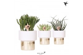 Succulenten mix Kolibri Greens Succulenten mix in Lush pot gold1 pp