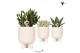 Succulenten mix Kolibri Greens Succulenten mix in Gummy pot travertine 