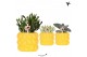 Succulenten mix Kolibri Greens Succulenten mix in Citrus pot yellow1 p 