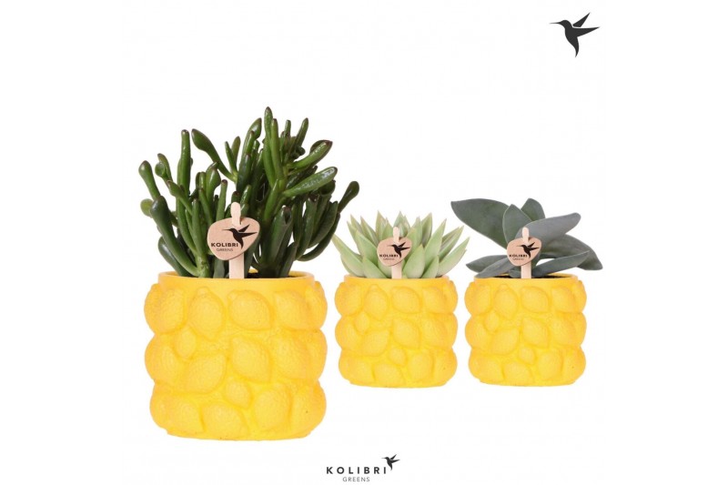 Succulenten mix Kolibri Greens Succulenten mix in Citrus pot yellow1 p 