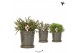 Rhipsalis mix Kolibri Greens Rhipsalis mix in Flower pot green1 pp 
