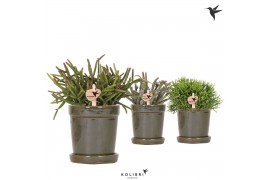 Rhipsalis mix Kolibri Greens Rhipsalis mix in Flower pot green1 pp