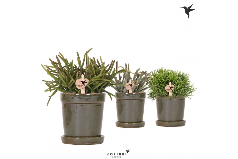 Rhipsalis mix Kolibri Greens Rhipsalis mix in Flower pot green1 pp 