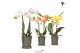 Phalaenopsis multiflora Kolibri Orchids Phalaenopsis mix 2 spike in Fl 