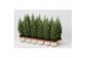 Chamaecyparis lawsoniana ellwoodii Chamaecyparis Lawsoniana Ellwoodii 