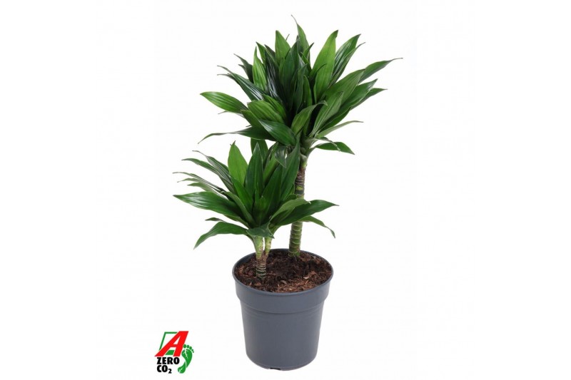 Dracaena fragr. compacta green jewel Dracaena Green Jewel2 pp 