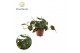 Philodendron scandens subsp. micans Philodendron scandens Micans 10 -  