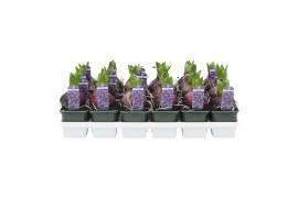 Hyacinthus orientalis blue pearl 1pp