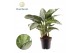 Aglaonema jubilee Aglaonema Jubilee Petite 2 pp 