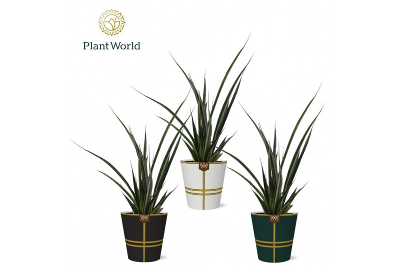 Sansevieria kirkii friends Sansevieria kirkii Friends in papercup Laur 