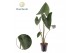Alocasia zebrina Alocasia Zebrina 1 pp 