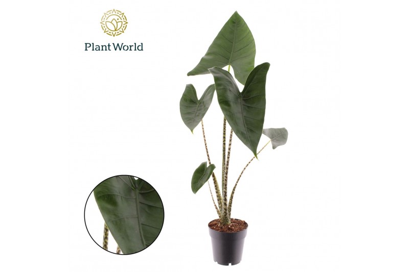 Alocasia zebrina Alocasia Zebrina 1 pp 
