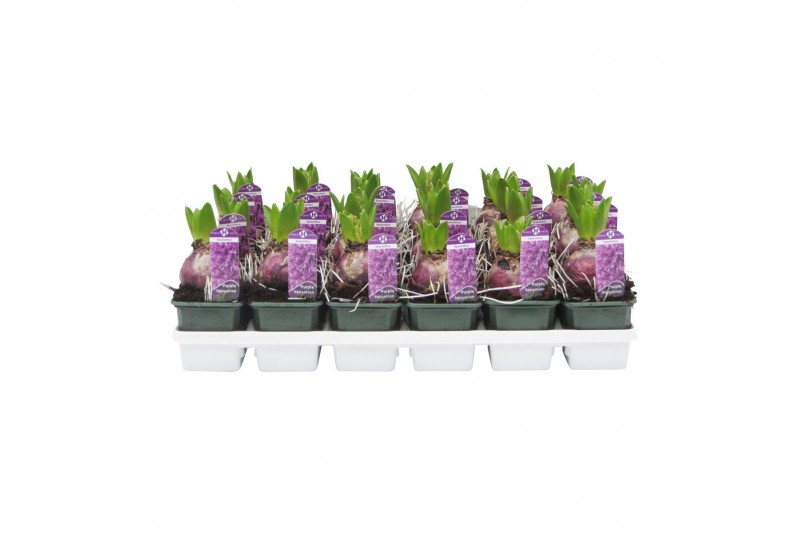 Hyacinthus oriental purple sensation 1pp 