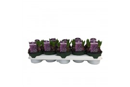 Hyacinthus oriental purple sensation Hyacinthus orientalis Purple Sens