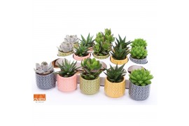 Succulenten mix Succulent mix in Sao Paulo 7