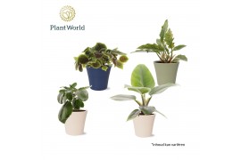 Kamerplanten mix Groenmix Island Saver in pot coco 1 pp