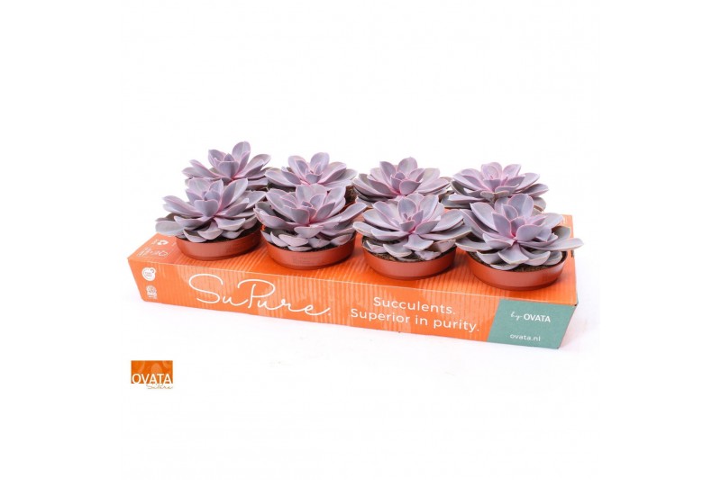 Echeveria purple pearl Echeveria purple pearl 12 