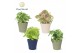 Kamerplanten mix Syngonium mix in pot Coco collectie Top Blend 1 pp 