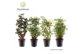 Polyscias Polyscias vertakt 2-3 soorten gemengd 1 pp