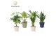 Kamerplanten mix Groenmix Jamaica in pot Coco collectie Top Blend 1 pp 